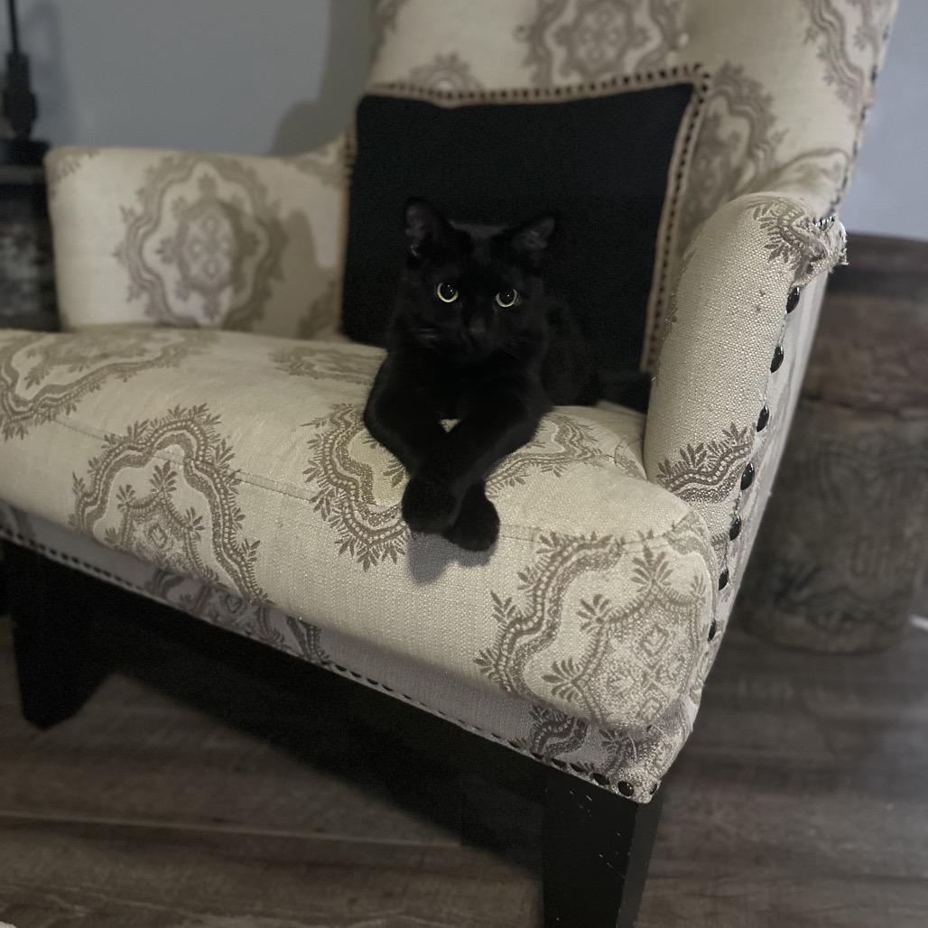 Enlarge Waverly, a Adoptable Domestic Short Hair in Greenfield, IN image 1/1