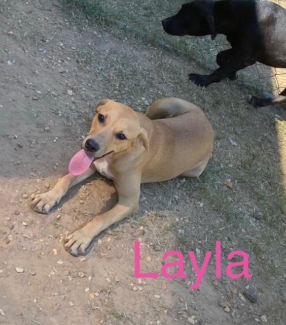 Enlarge Layla, a Adoptable mixed breed in Zimmerman, MN image 1/1