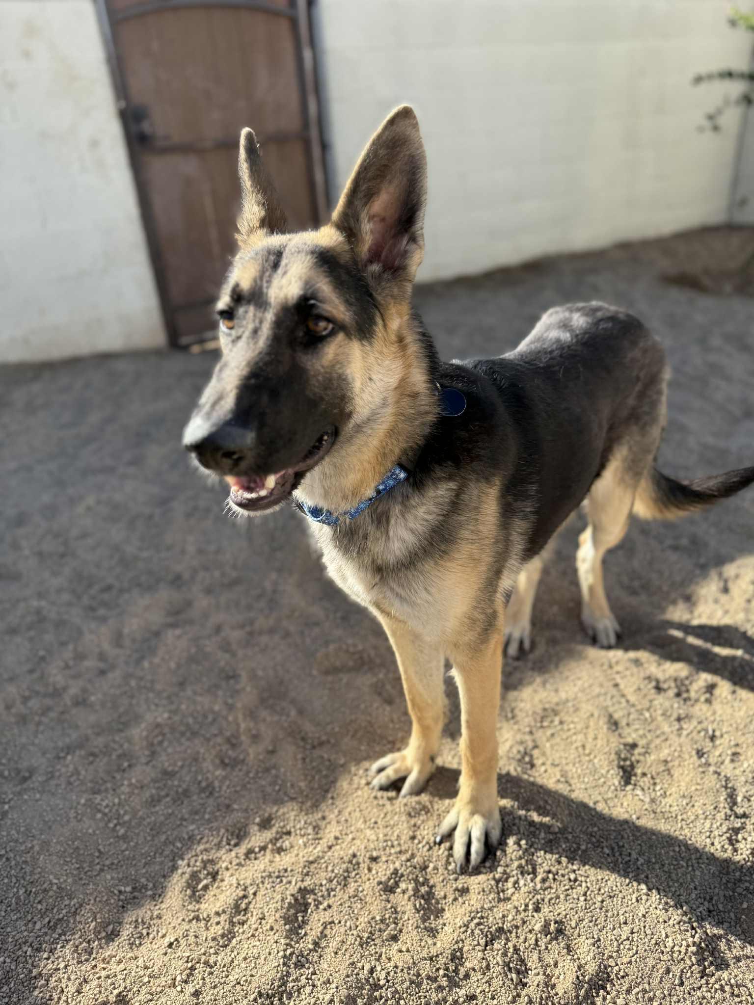 Enlarge Ronin, a ADOPTABLE mixed breed in Glendale, AZ image 5/5