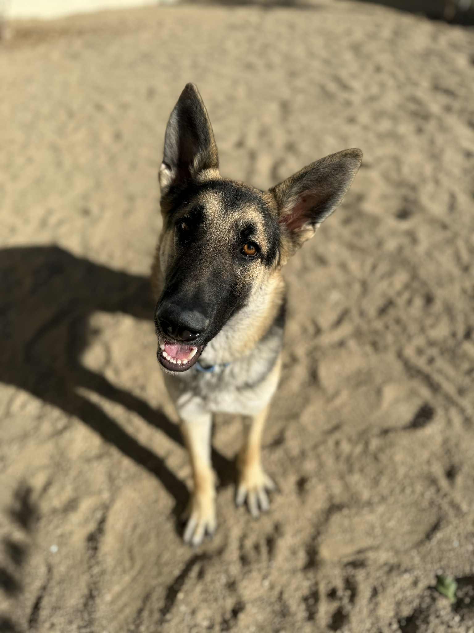 Enlarge Ronin, a ADOPTABLE mixed breed in Glendale, AZ image 1/5