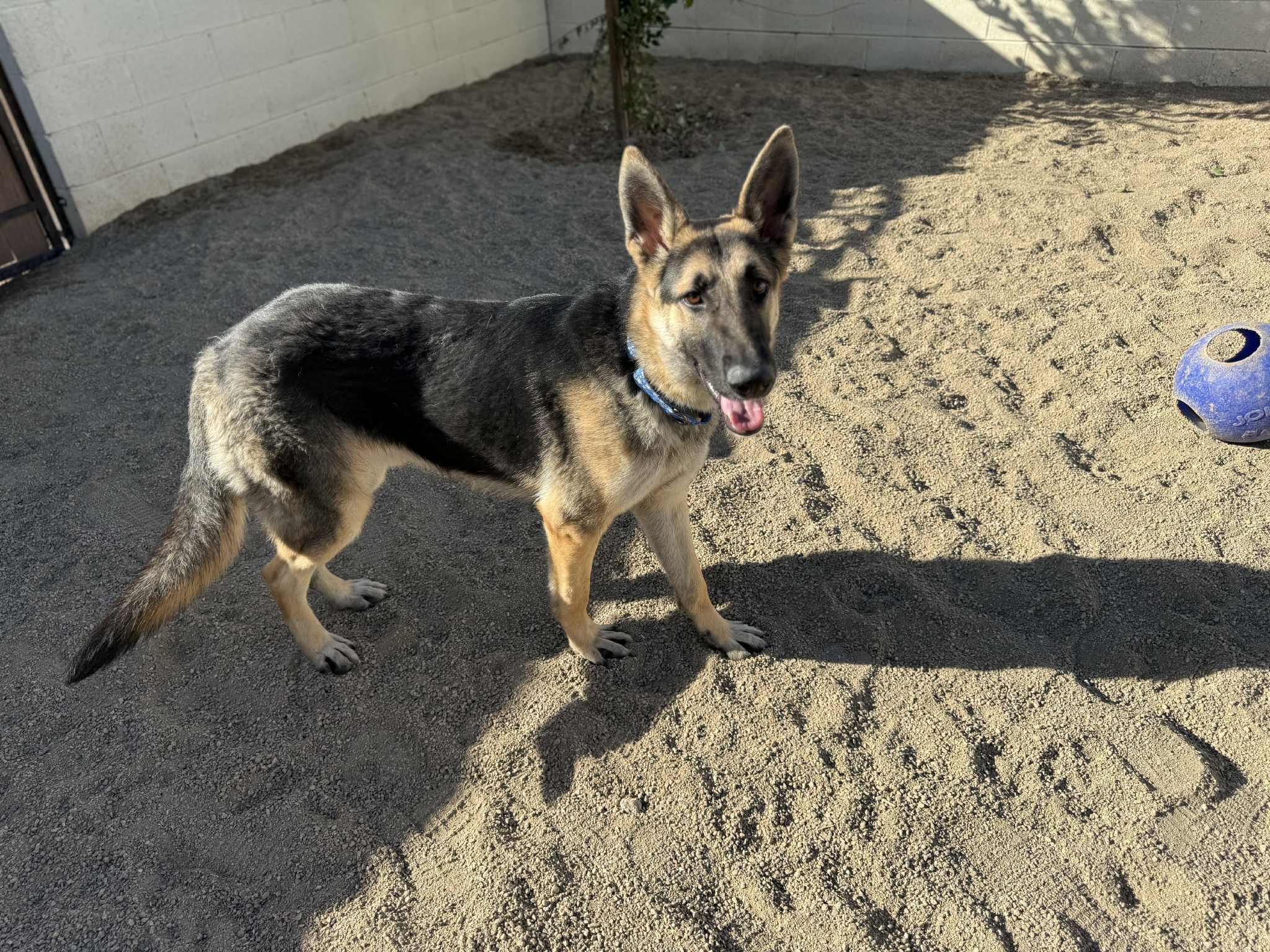 Enlarge Ronin, a ADOPTABLE mixed breed in Glendale, AZ image 4/5