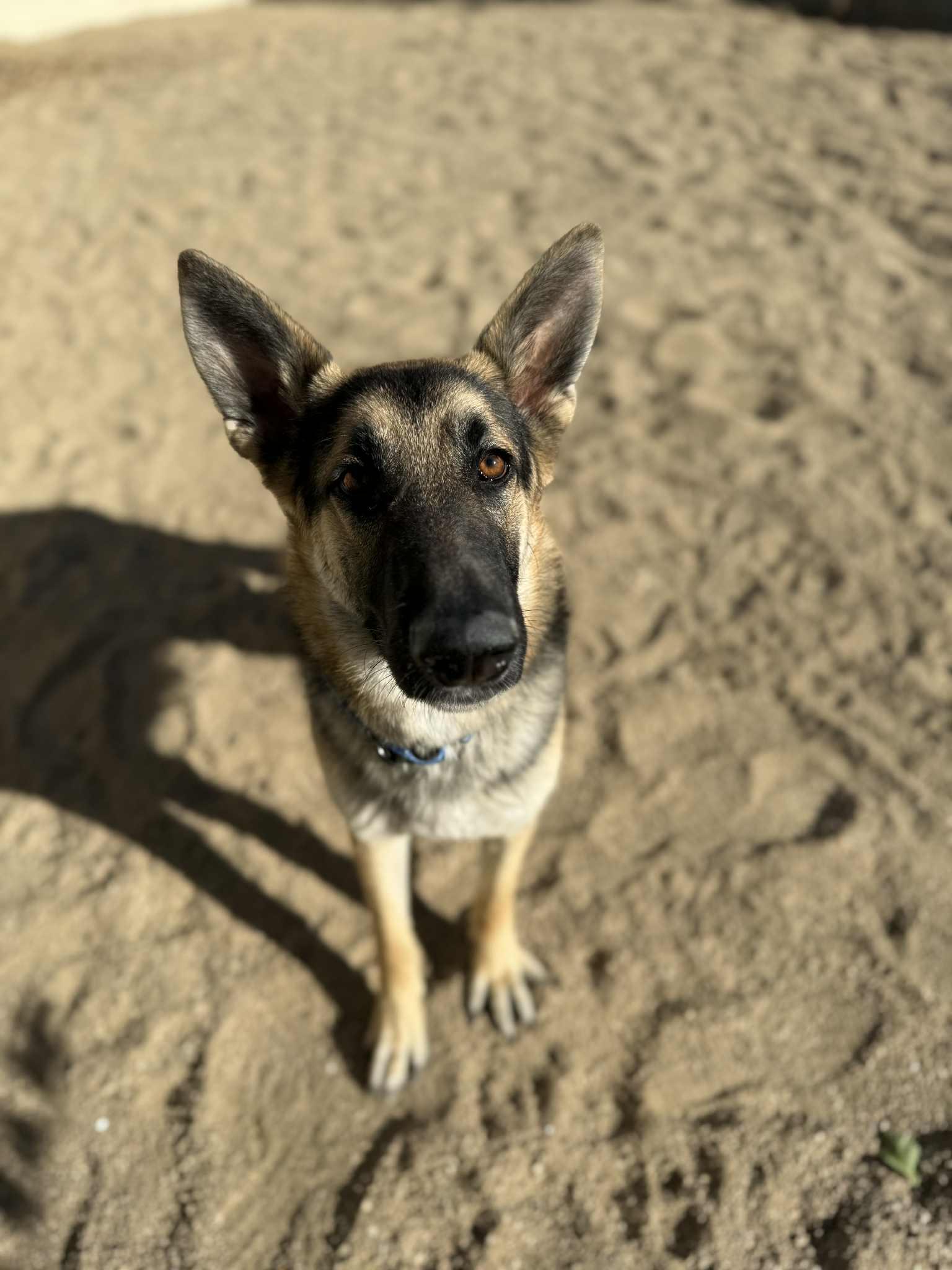 Enlarge Ronin, a ADOPTABLE mixed breed in Glendale, AZ image 3/5
