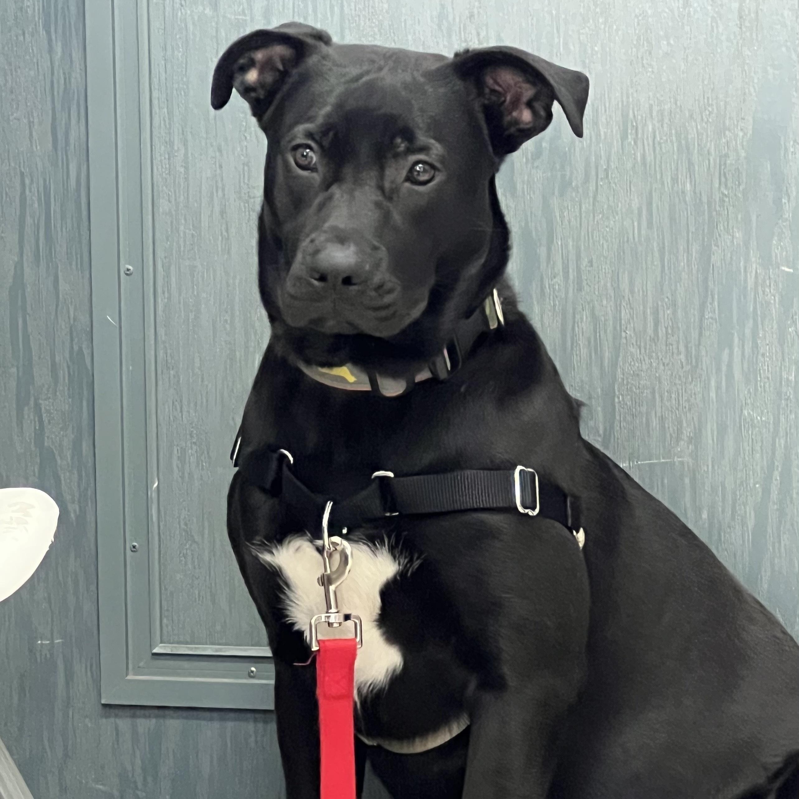 Winston, ADOPTABLE, Young Male Black Labrador Retriever.