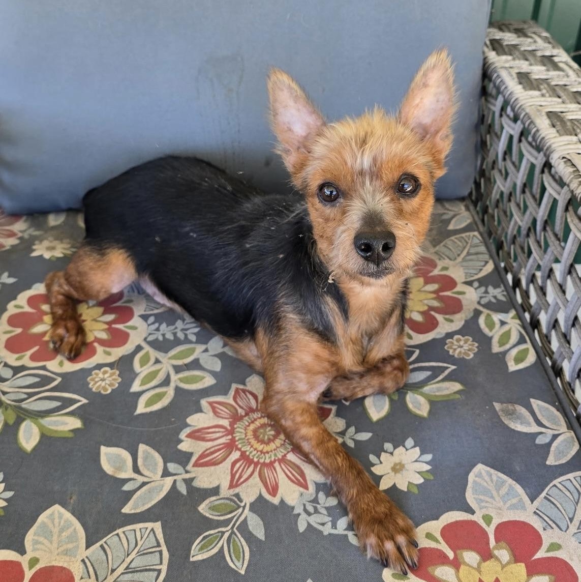 Bentley, Adoptable, Young Male Yorkshire Terrier.