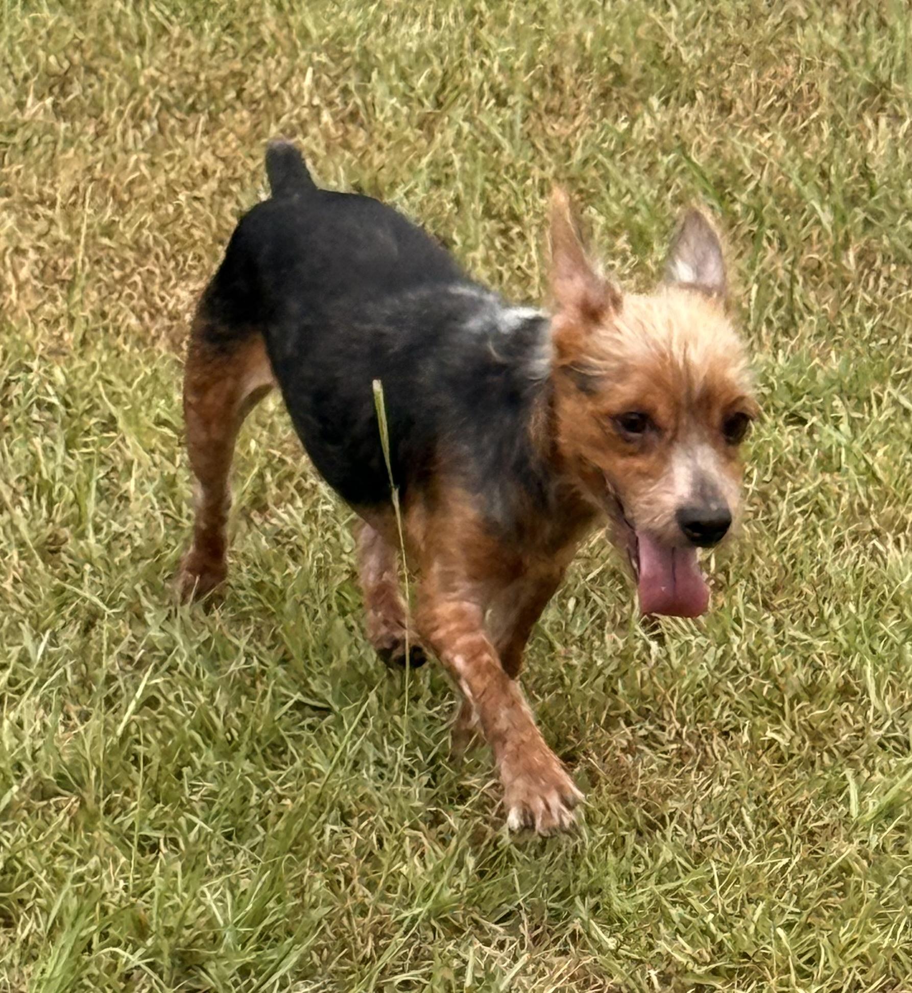 Enlarge Bentley, a Adoptable Yorkshire Terrier in Charlotte, NC image 4/5