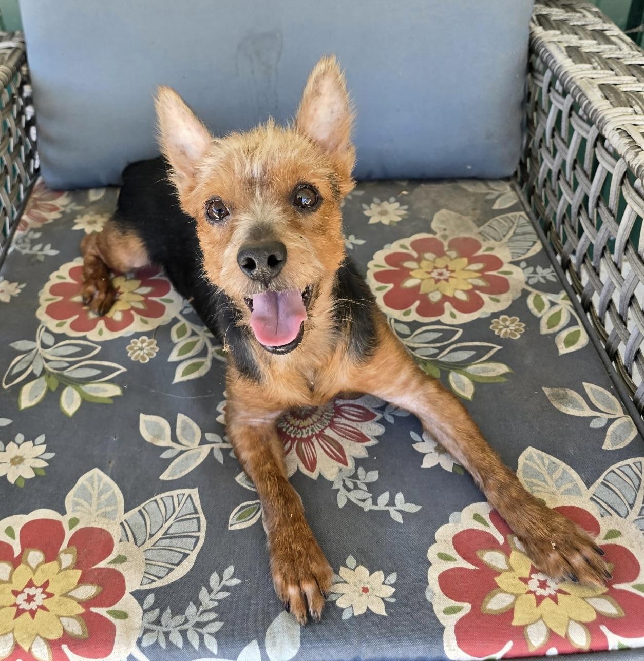 Enlarge Bentley, a Adoptable Yorkshire Terrier in Charlotte, NC image 2/5