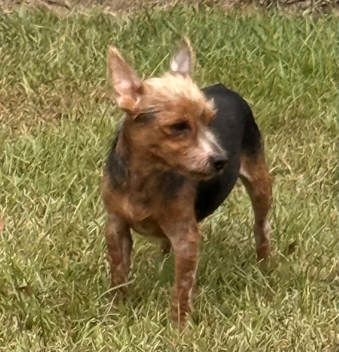 Enlarge Bentley, a Adoptable Yorkshire Terrier in Charlotte, NC image 5/5