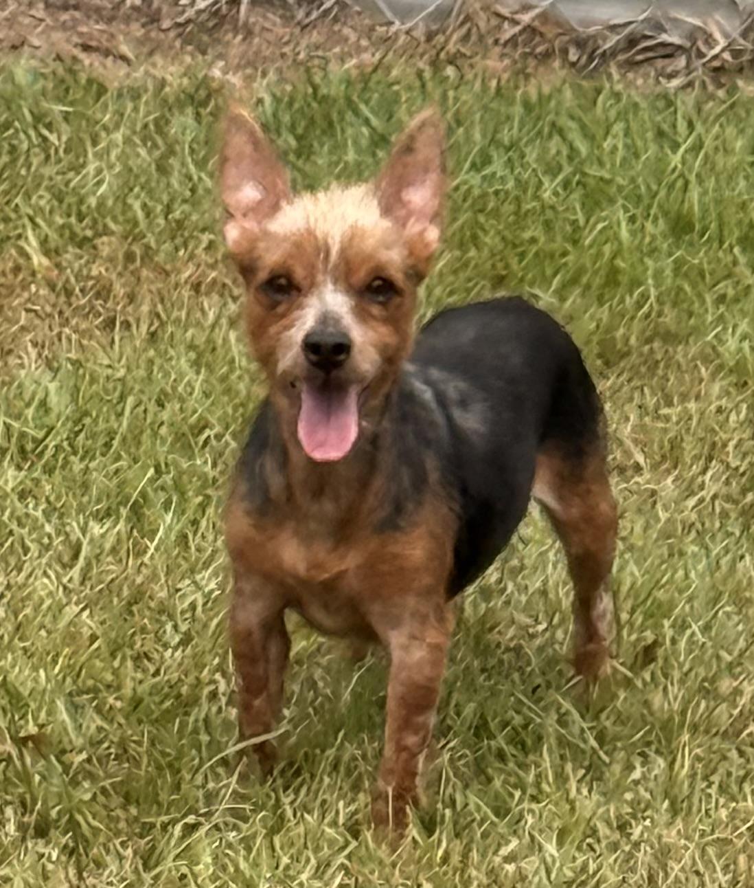Enlarge Bentley, a Adoptable Yorkshire Terrier in Charlotte, NC image 3/5