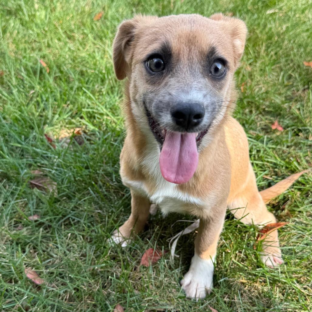 Poppy, Adoptable, Young Female Corgi.