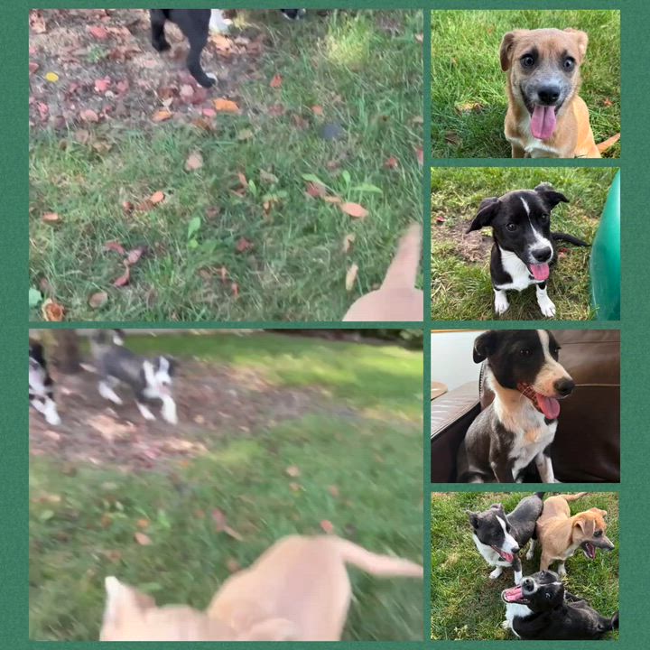 Enlarge Poppy, a Adopted mixed breed in Homewood, IL video 2/2