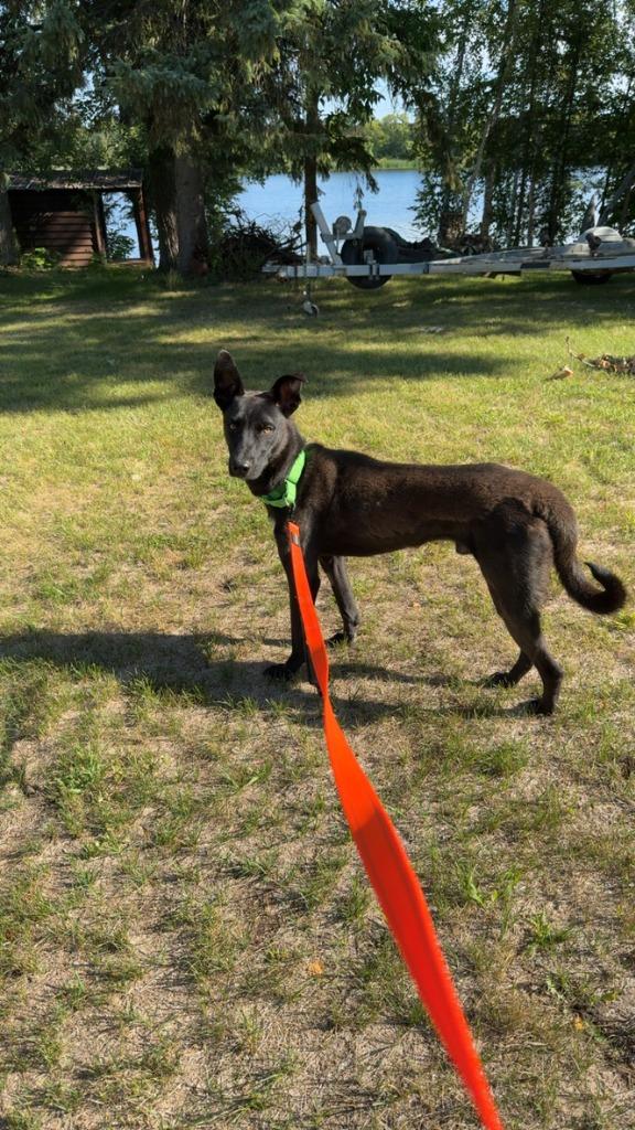Zeke, Adoptable, Young Male Labrador Retriever & Belgian Shepherd / Malinois.