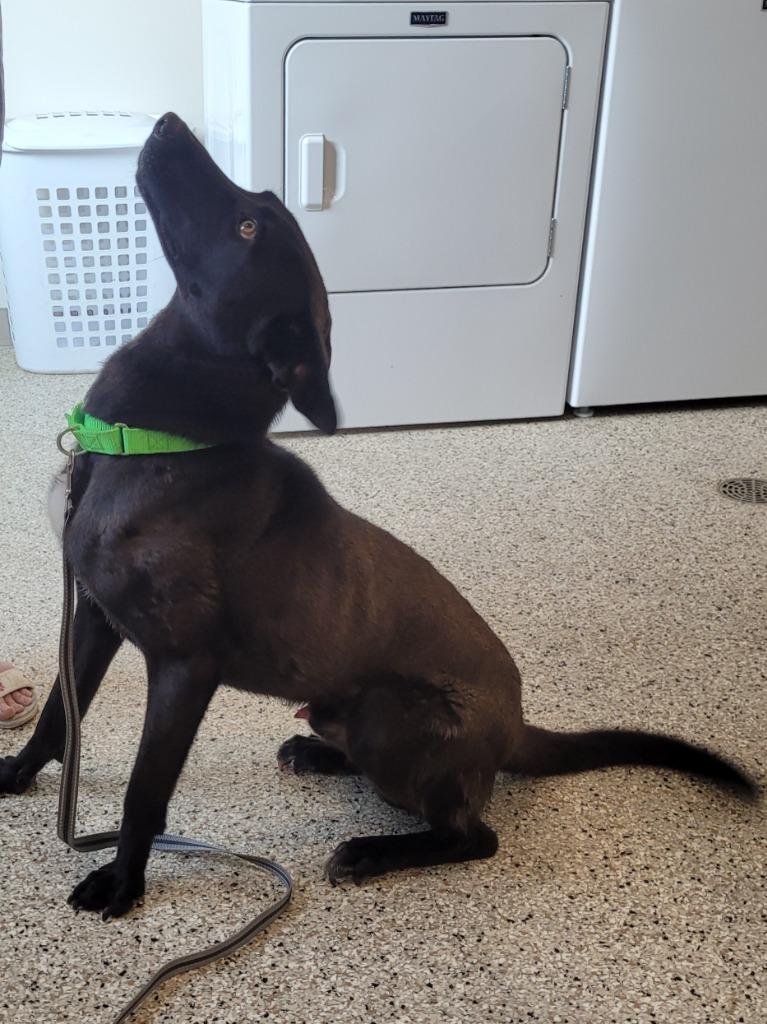 Enlarge Zeke, a Adoptable mixed breed in Grand Rapids, MN image 2/6