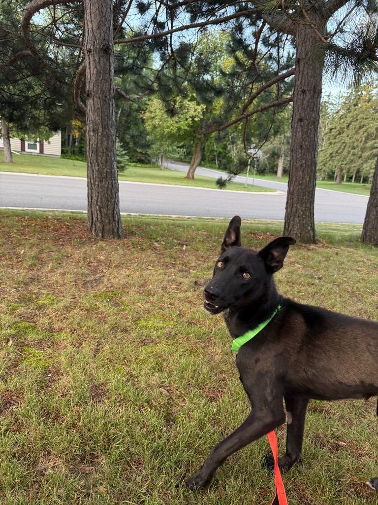 Enlarge Zeke, a Adoptable mixed breed in Grand Rapids, MN image 4/6