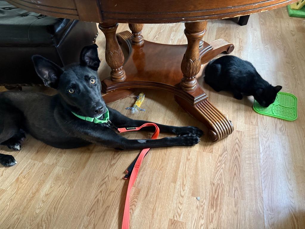 Enlarge Zeke, a Adoptable mixed breed in Grand Rapids, MN image 5/6
