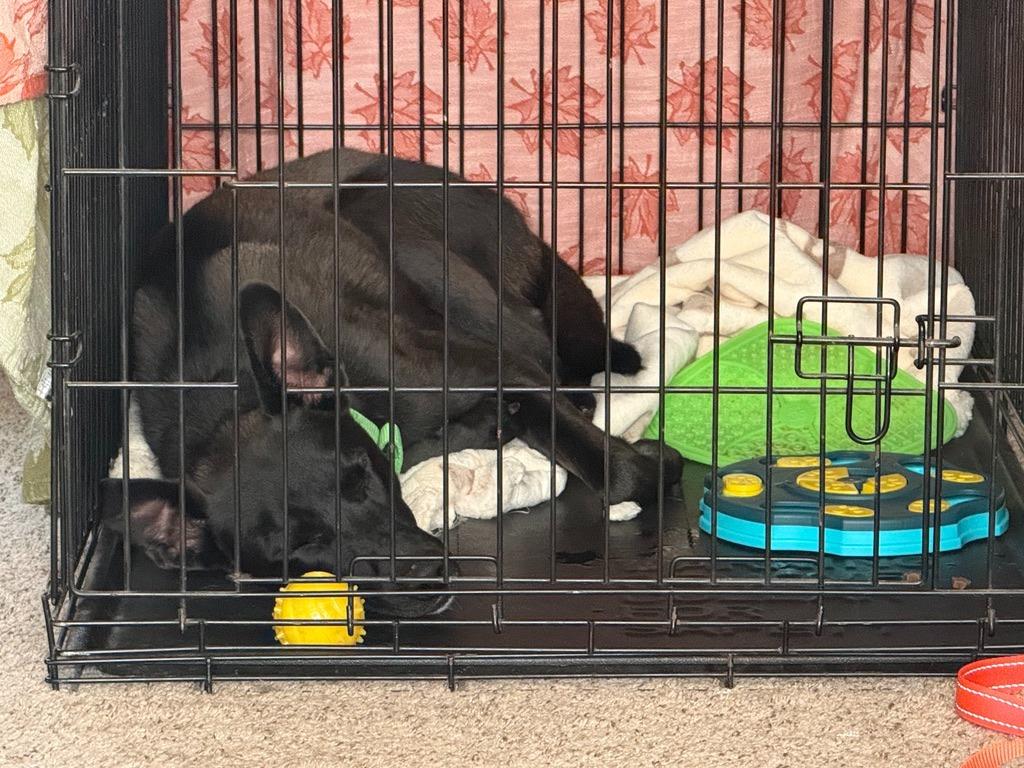 Enlarge Zeke, a Adoptable mixed breed in Grand Rapids, MN image 6/6