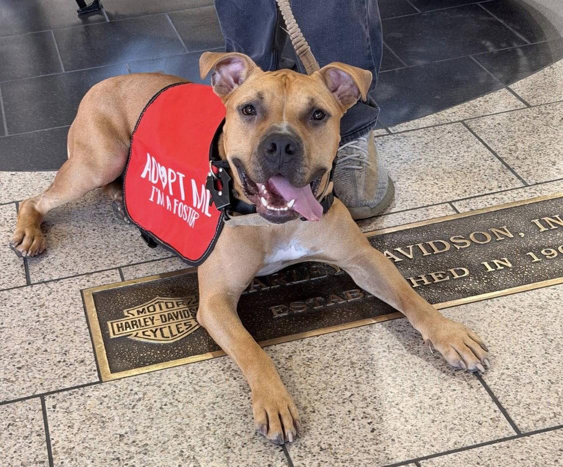 Enlarge Waffles, a Adoptable American Bulldog in The Woodlands, TX image 1/3