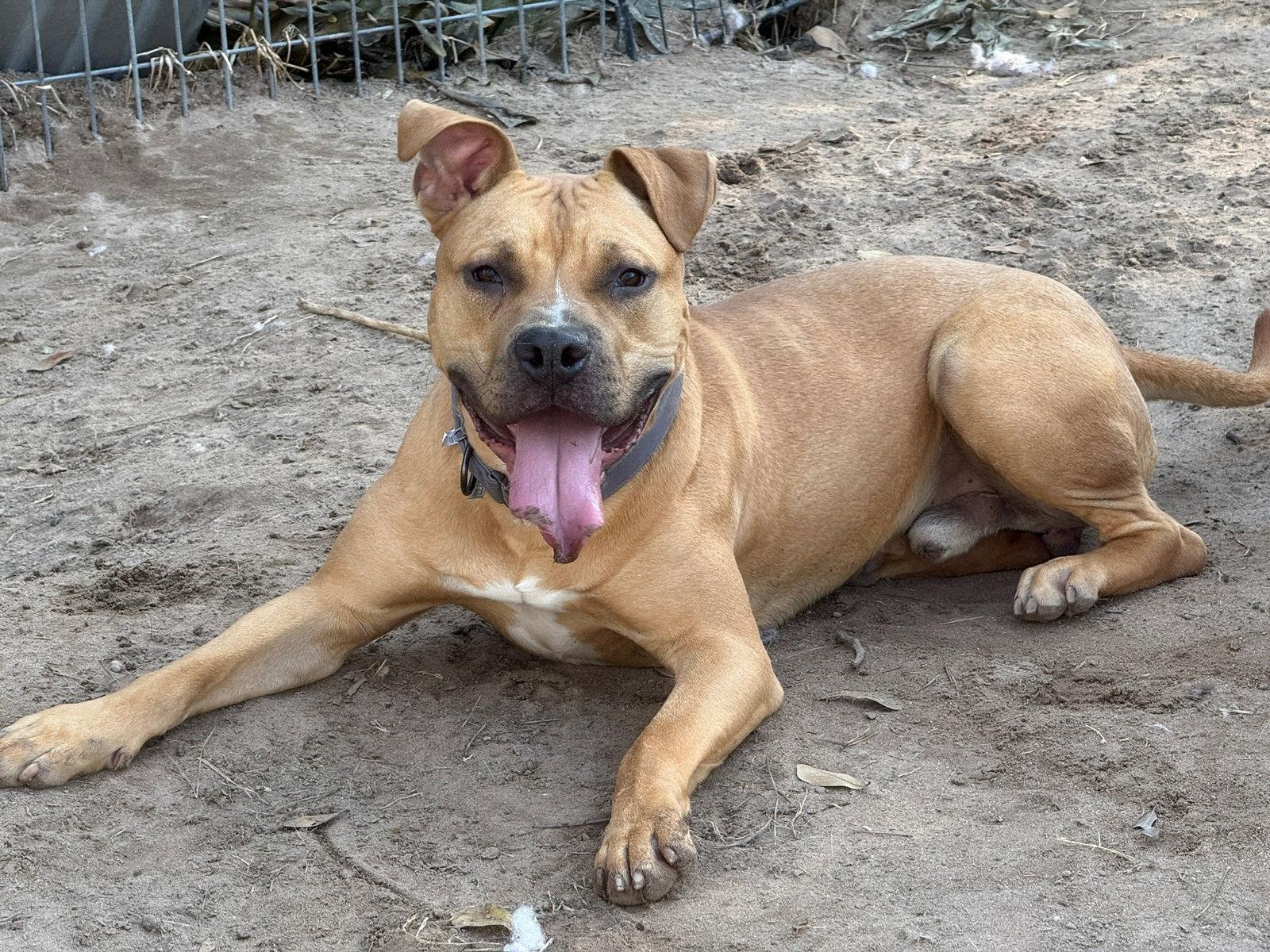 Waffles, Adoptable, Adult Male American Bulldog.