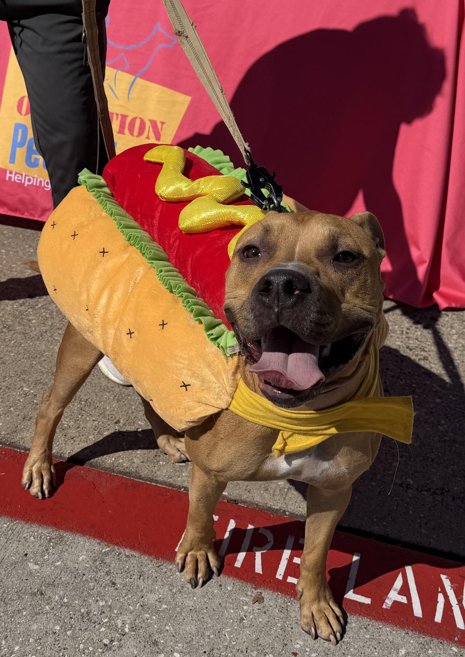 Enlarge Waffles, a Adoptable American Bulldog in The Woodlands, TX image 2/3