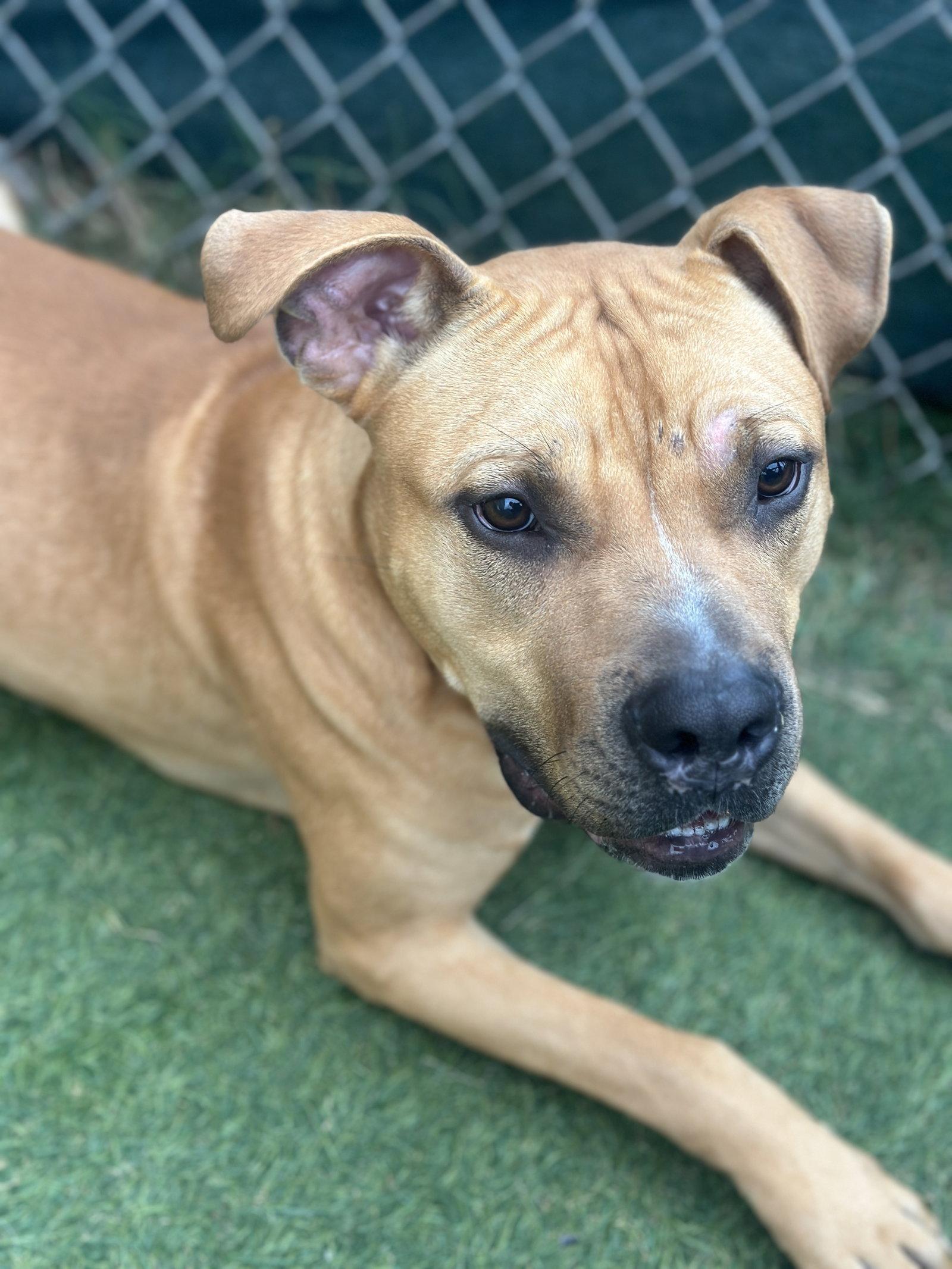 Waffles, a Adoptable American Bulldog in The Woodlands, TX image 2/3