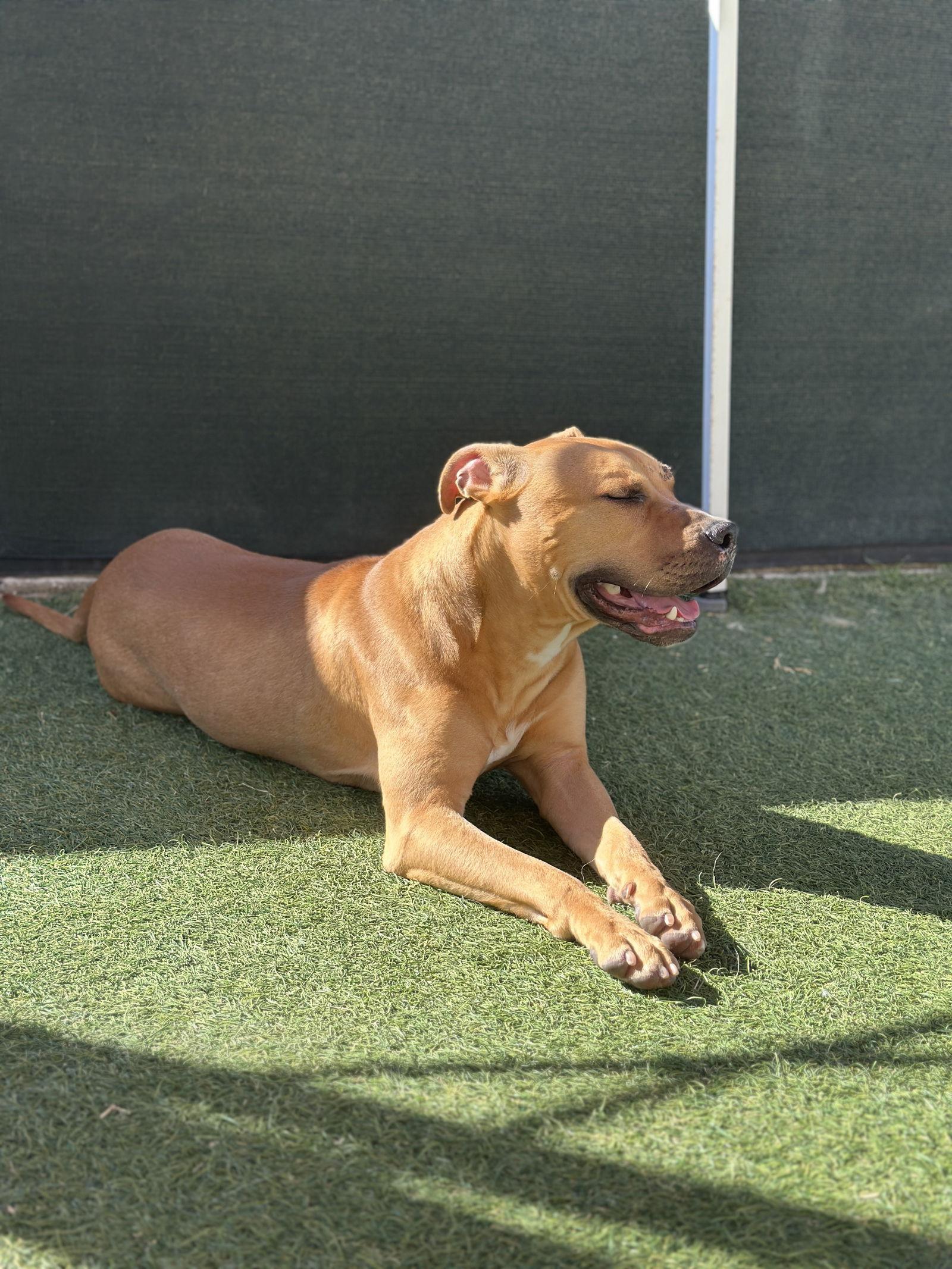 Waffles, Adoptable, Adult Male American Bulldog.