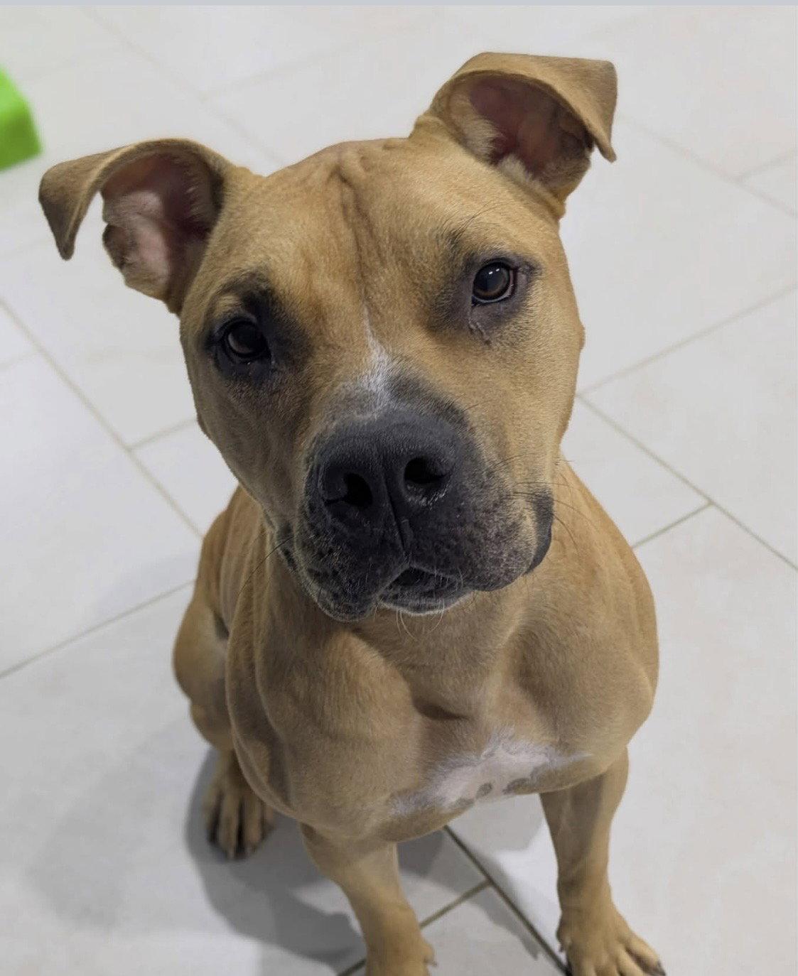 Enlarge Waffles, a Adoptable American Bulldog in The Woodlands, TX image 3/3