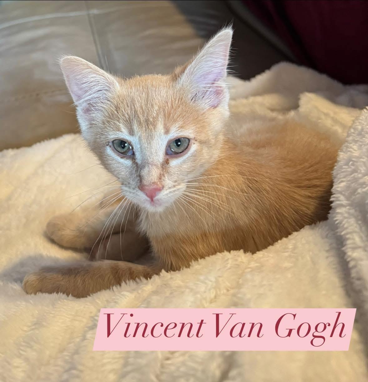Vincent Van Gogh, ADOPTABLE, Kitten Male Domestic Short Hair & Tabby.