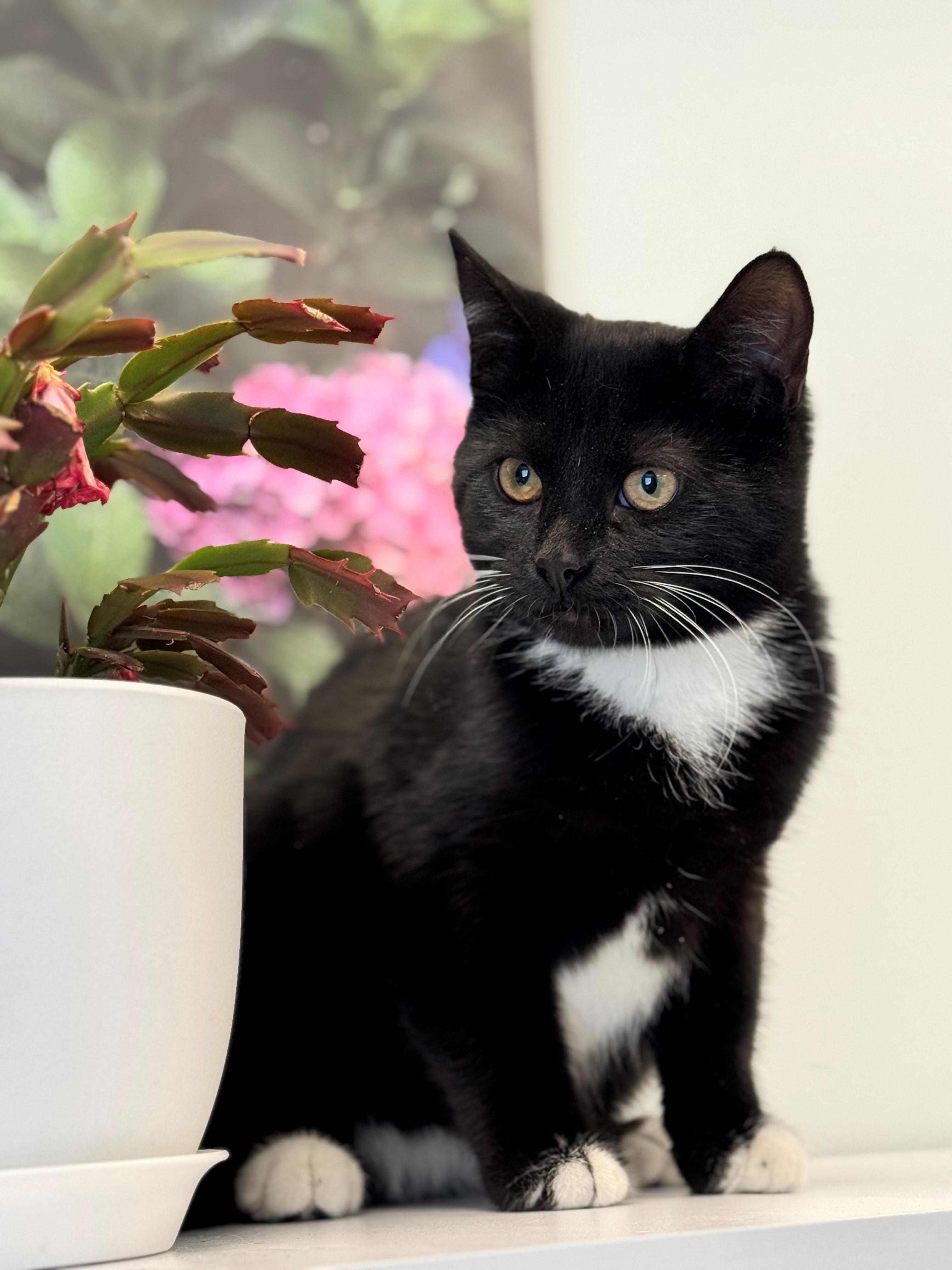 Enlarge Miso, a ADOPTABLE Domestic Short Hair in Syosset, NY image 1/1