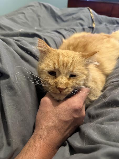 Enlarge Fluffy, a Adopted Domestic Long Hair in Cane Beds, AZ image 2/4