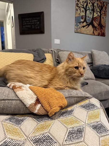 Enlarge Fluffy, a Adopted Domestic Long Hair in Cane Beds, AZ image 1/4