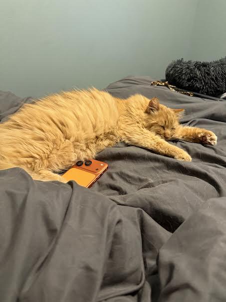 Enlarge Fluffy, a Adopted Domestic Long Hair in Cane Beds, AZ image 3/4