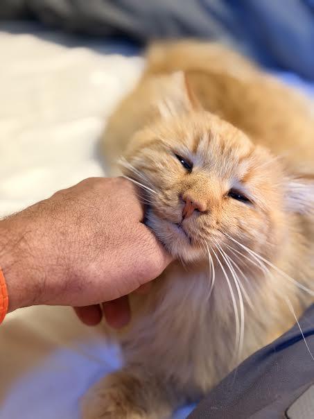 Enlarge Fluffy, a Adopted Domestic Long Hair in Cane Beds, AZ image 4/4