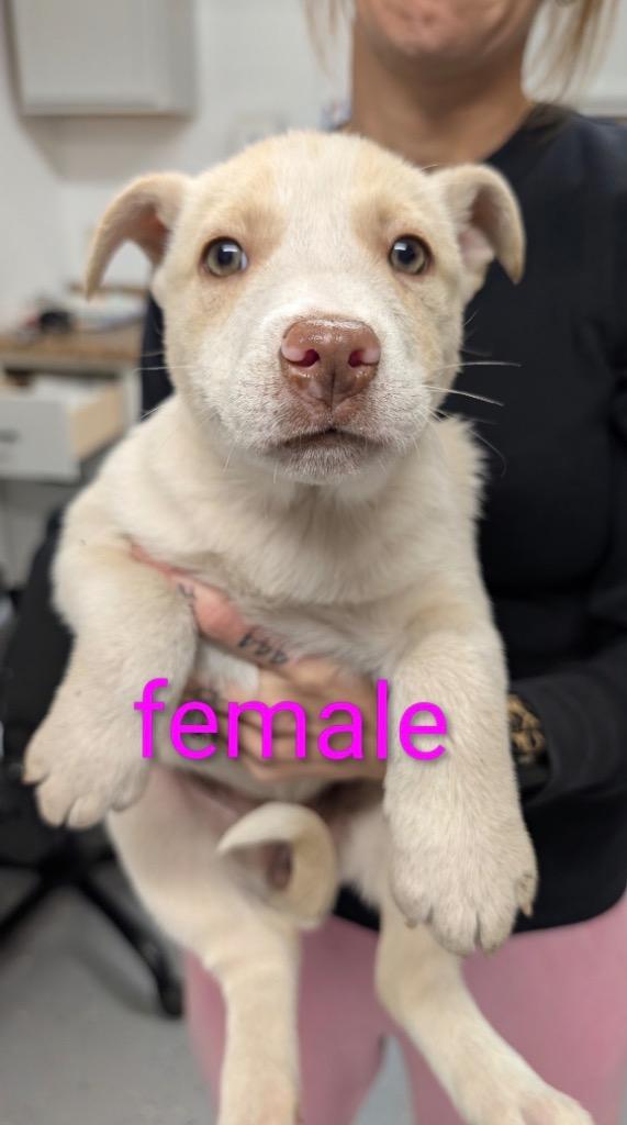 LG-Rosemary, Adoptable, Puppy Female Shepherd & Mixed Breed.