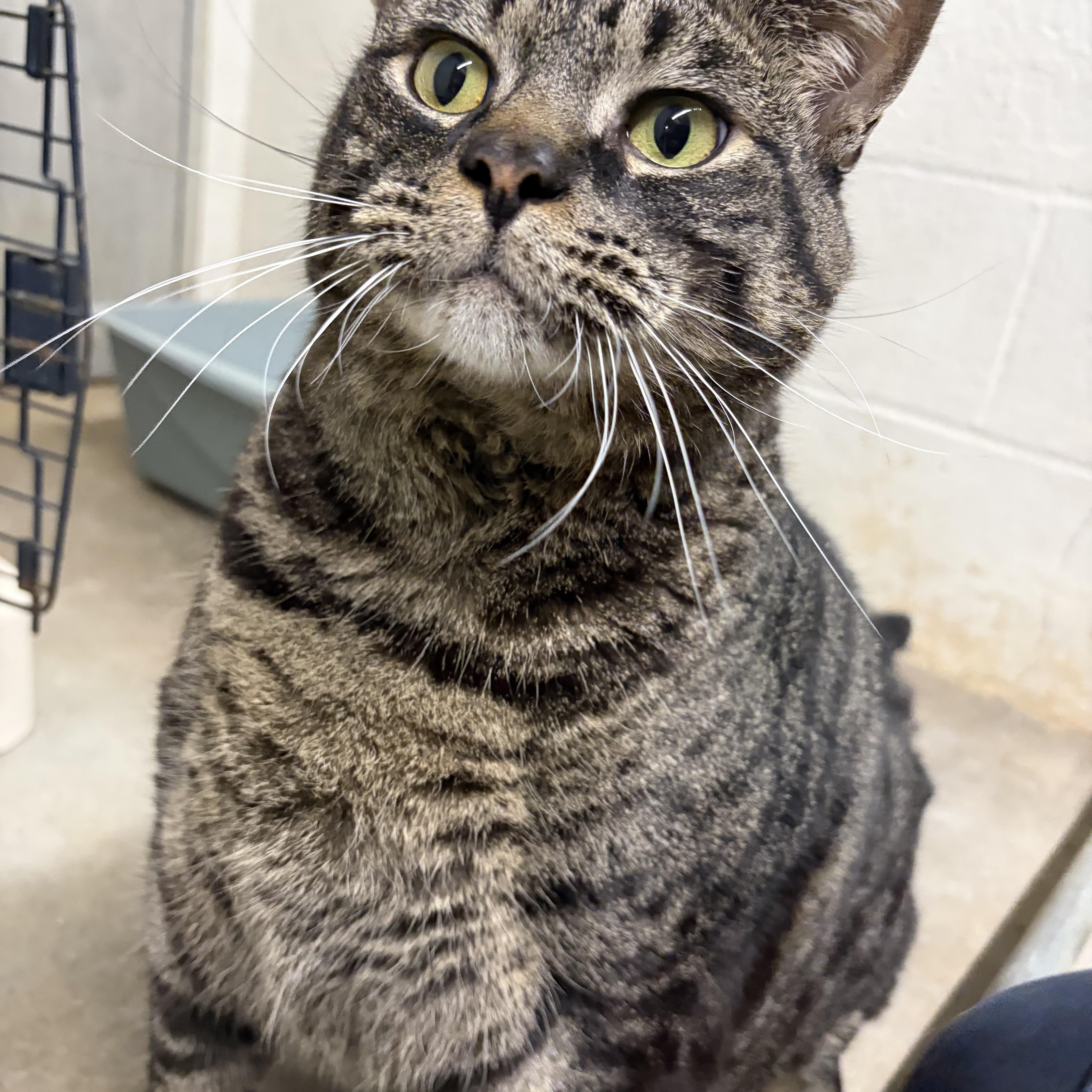 Stellar, a ADOPTABLE Domestic Short Hair in Mansfield, CT image 4/5