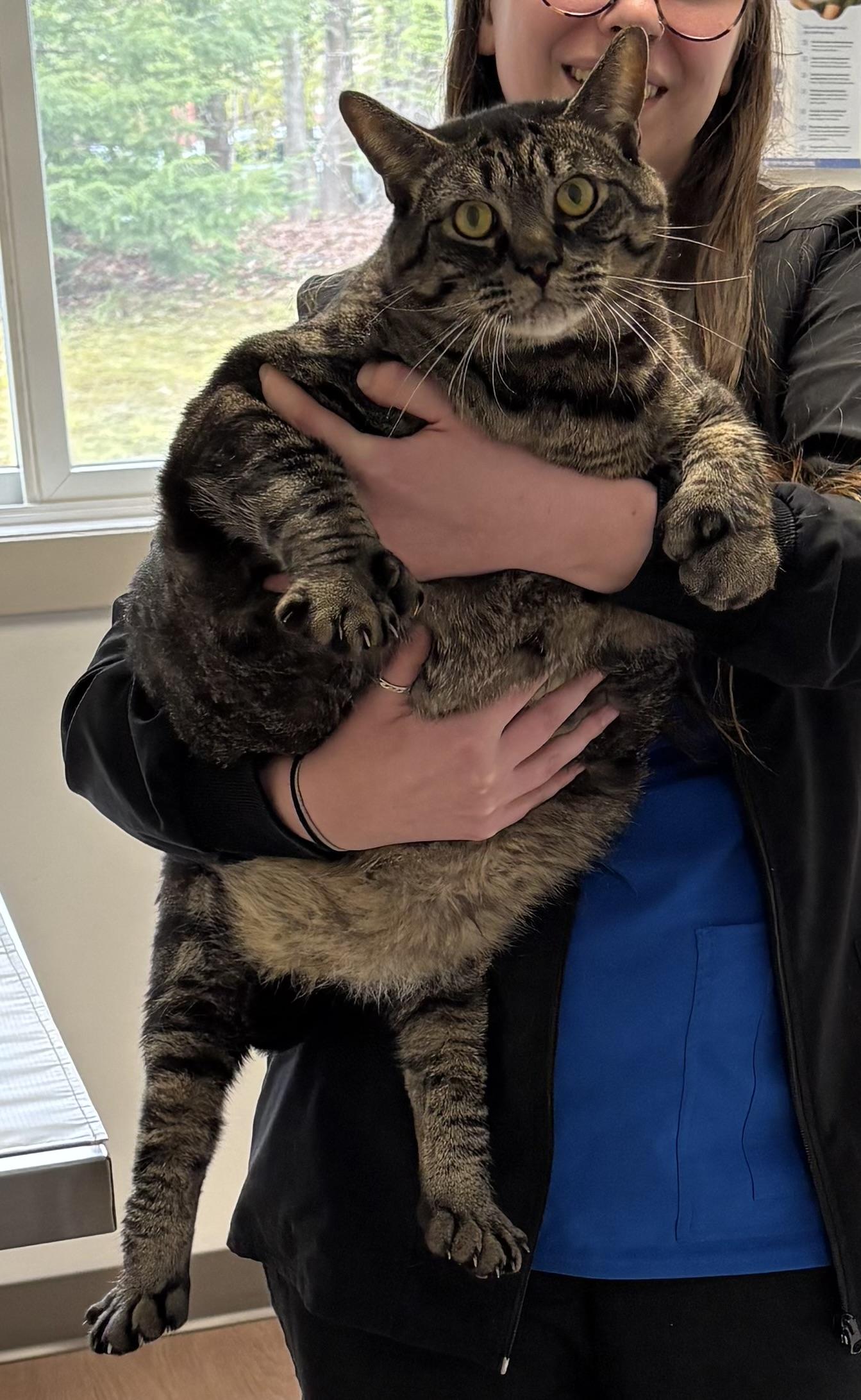 Stellar, a ADOPTABLE Domestic Short Hair in Mansfield, CT image 3/5