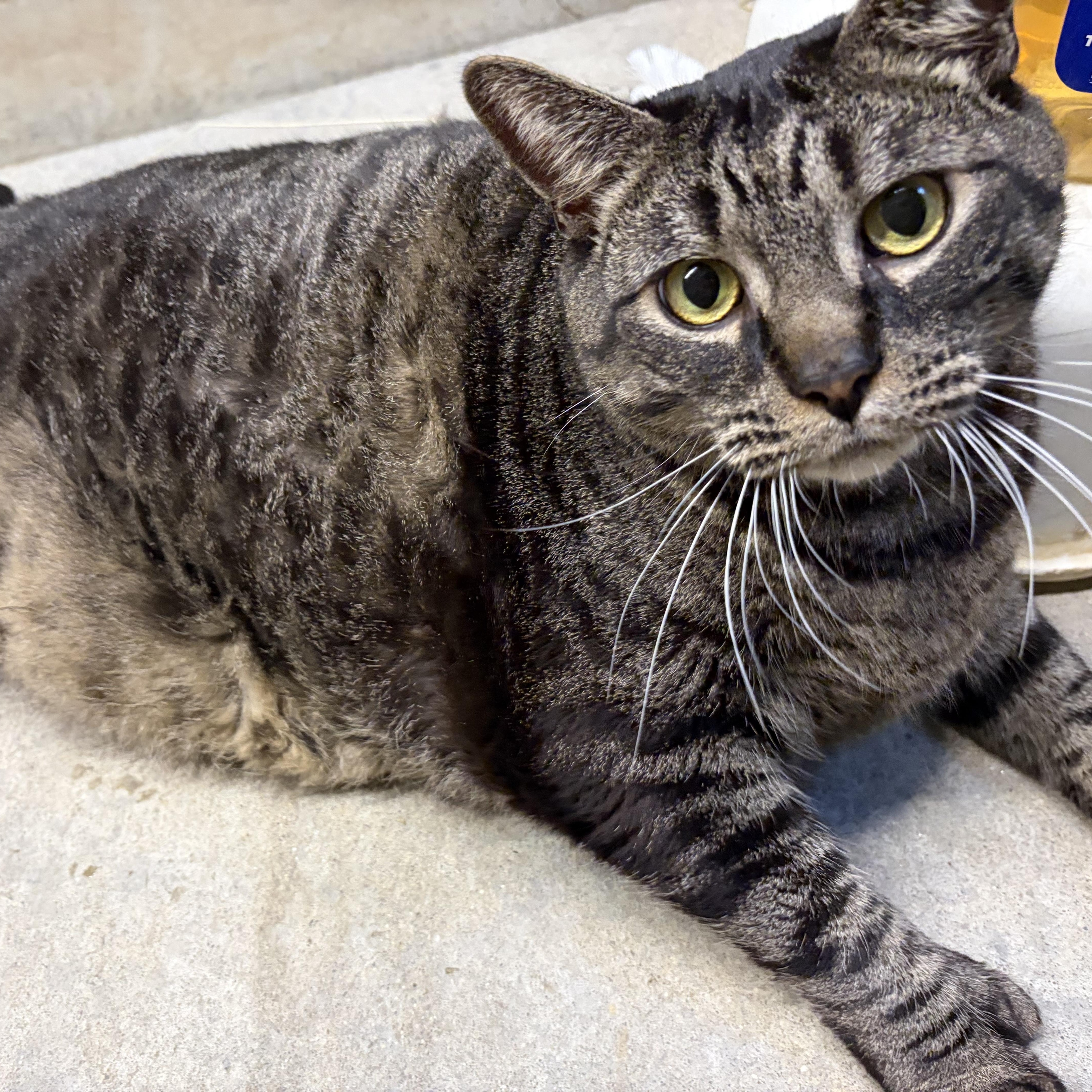 Stellar, a ADOPTABLE Domestic Short Hair in Mansfield, CT image 1/5