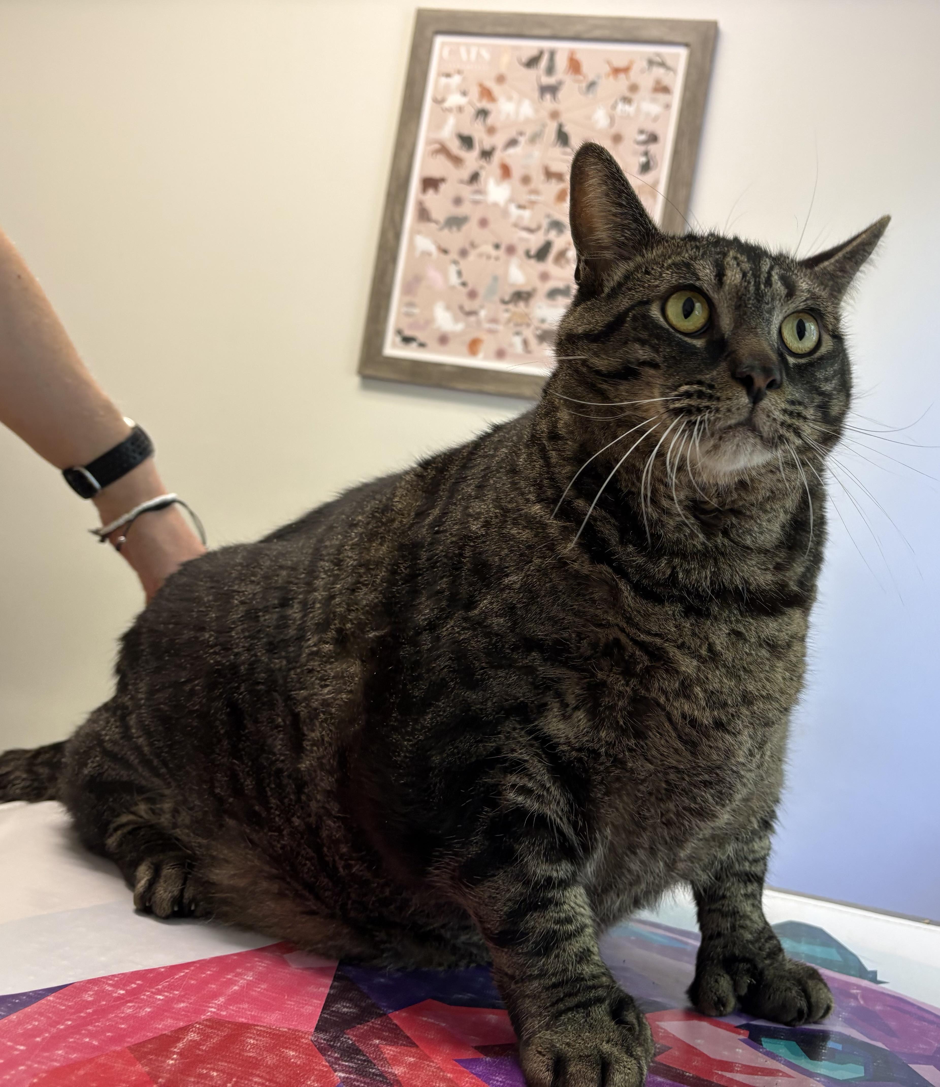 Stellar, a ADOPTABLE Domestic Short Hair in Mansfield, CT image 5/5