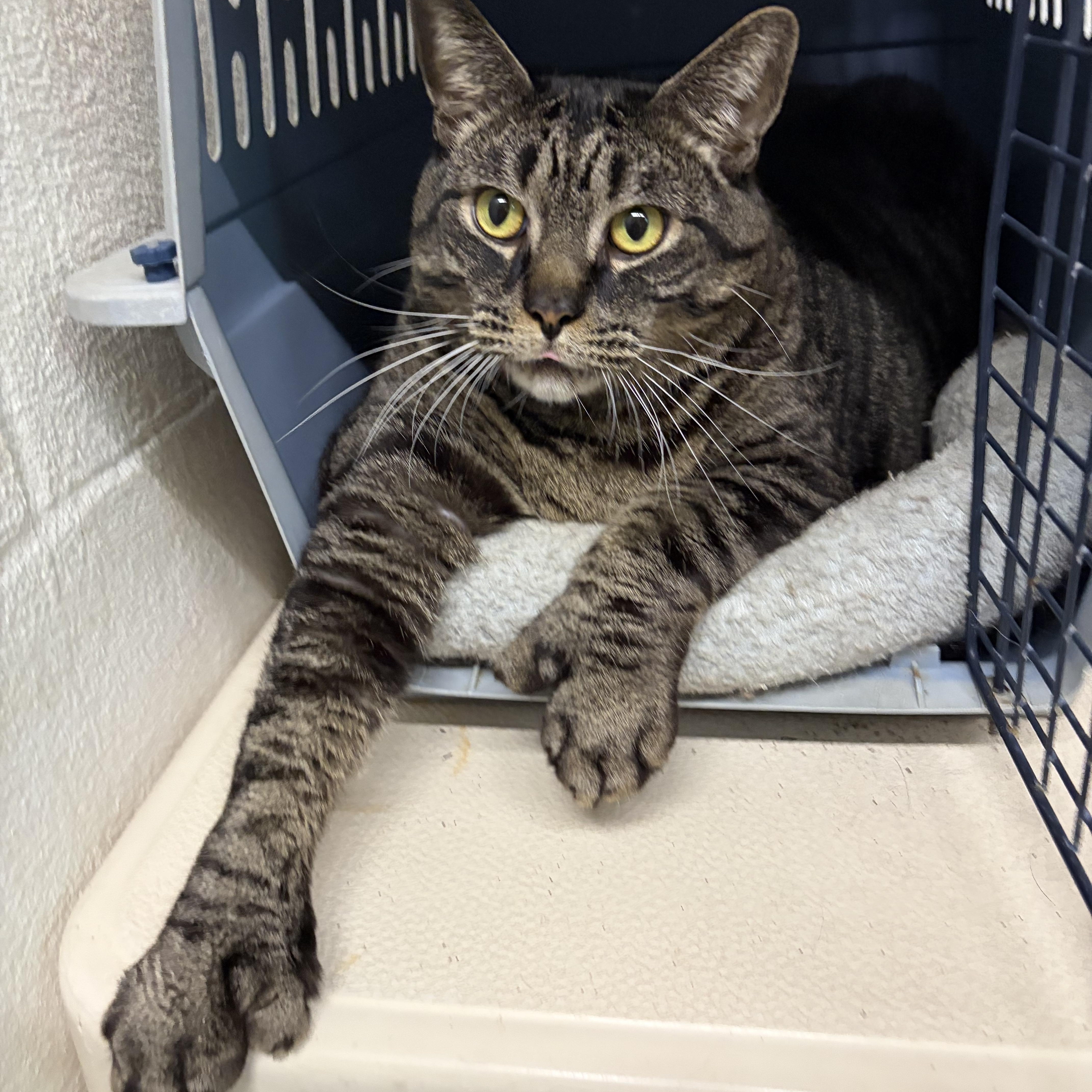 Stellar, a ADOPTABLE Domestic Short Hair in Mansfield, CT image 2/5