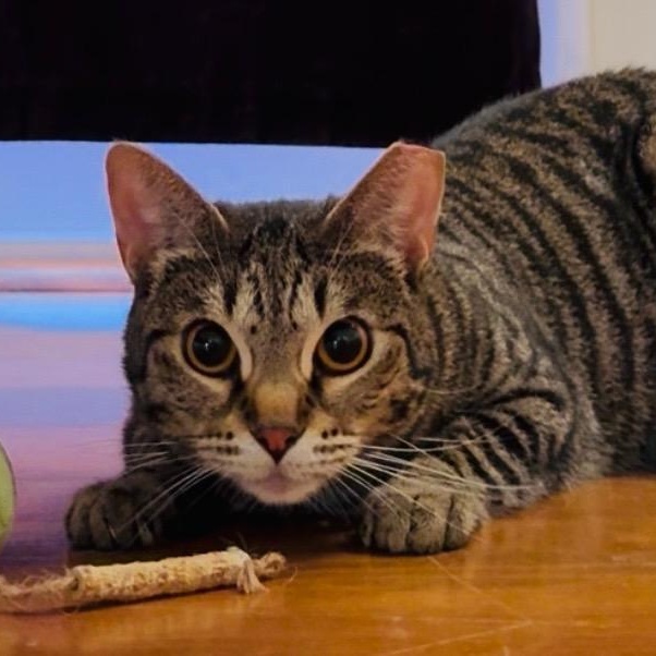 Enlarge Kassandra, a Adoptable Domestic Short Hair in Santa Ana, CA image 1/6