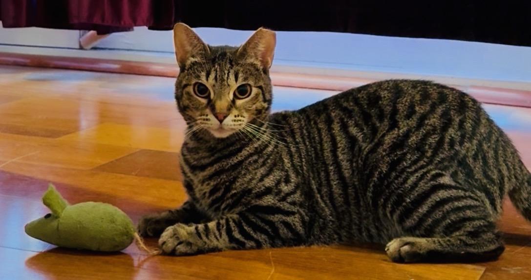 Enlarge Kassandra, a Adoptable Domestic Short Hair in Santa Ana, CA image 2/6