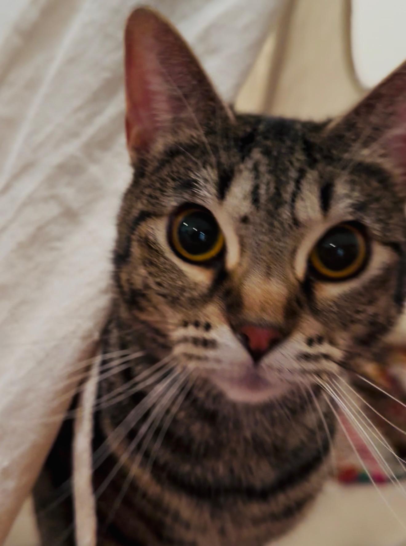 Enlarge Kassandra, a Adoptable Domestic Short Hair in Santa Ana, CA image 6/6