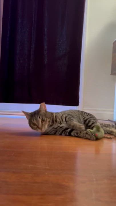 Enlarge Kassandra, a Adoptable Domestic Short Hair in Santa Ana, CA video 5/6