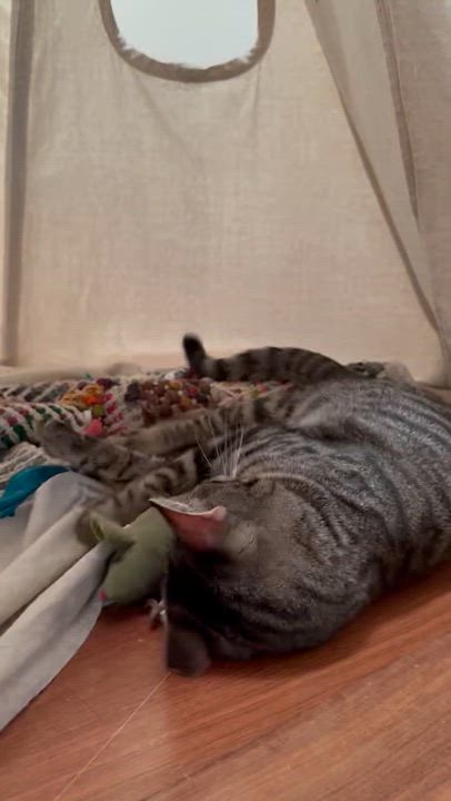 Enlarge Kassandra, a Adoptable Domestic Short Hair in Santa Ana, CA video 3/6