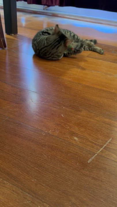 Enlarge Kassandra, a Adoptable Domestic Short Hair in Santa Ana, CA video 4/6