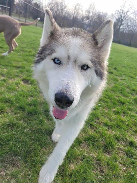 Enlarge SHAKIRA, a Adoptable Alaskan Malamute in Fort Wayne, IN image 1/1