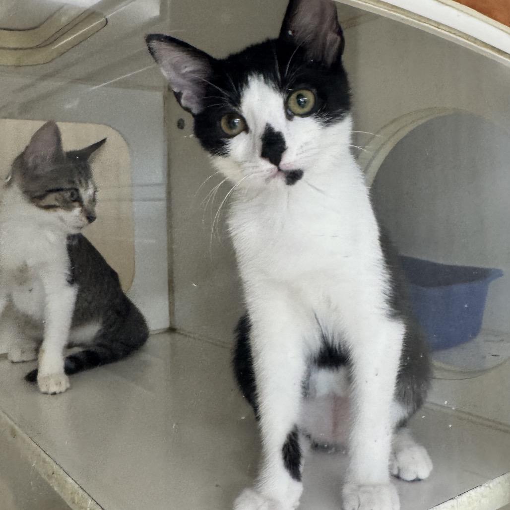 Enlarge Abram, a Adoptable Domestic Short Hair in Breese, IL image 1/1