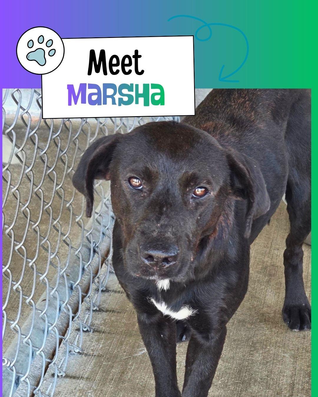 Marsha, Adoptable, Young Female Black Labrador Retriever.