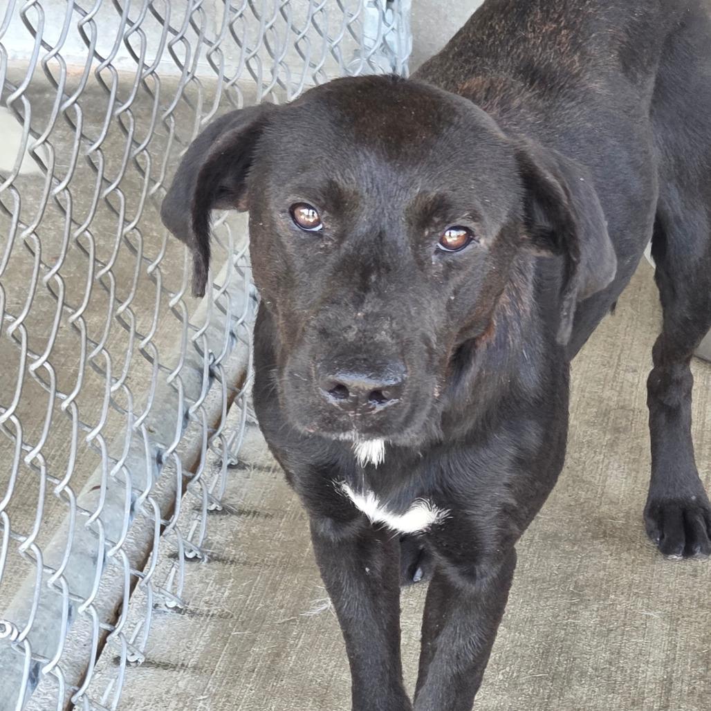 Enlarge Marsha, a Adoptable mixed breed in Sulphur, KY image 2/2