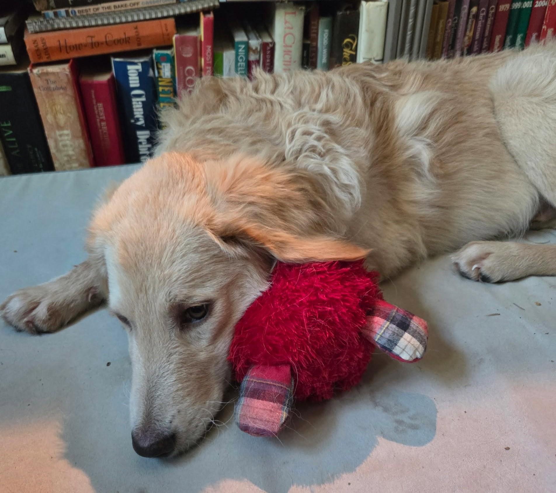 Tumble, a ADOPTABLE mixed breed in Oklahoma City, OK, OK image 6/6