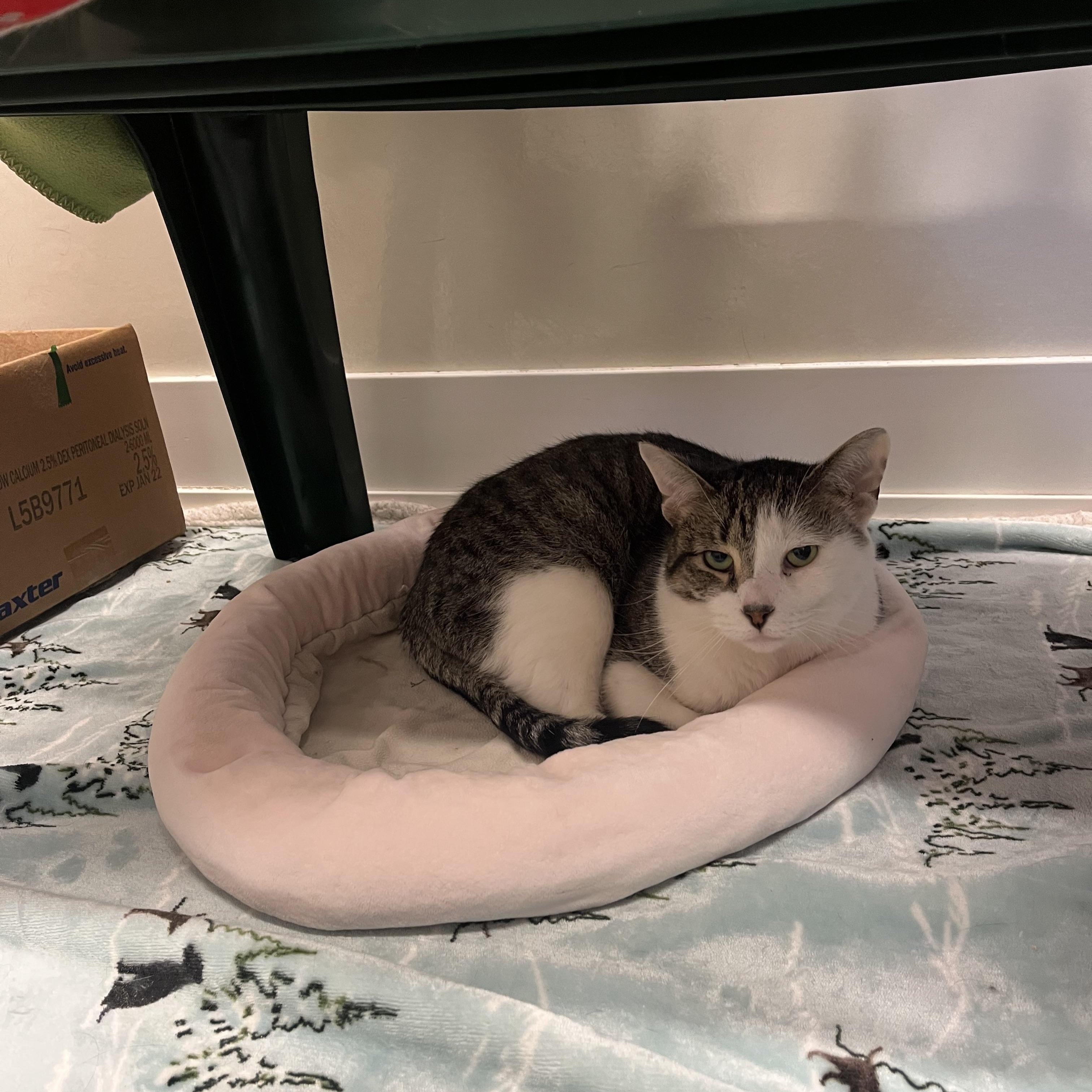 Enlarge Brain *HALF SPONSORED ADOPTION FEE*, a Adoptable Domestic Short Hair in Chicago, IL image 2/2