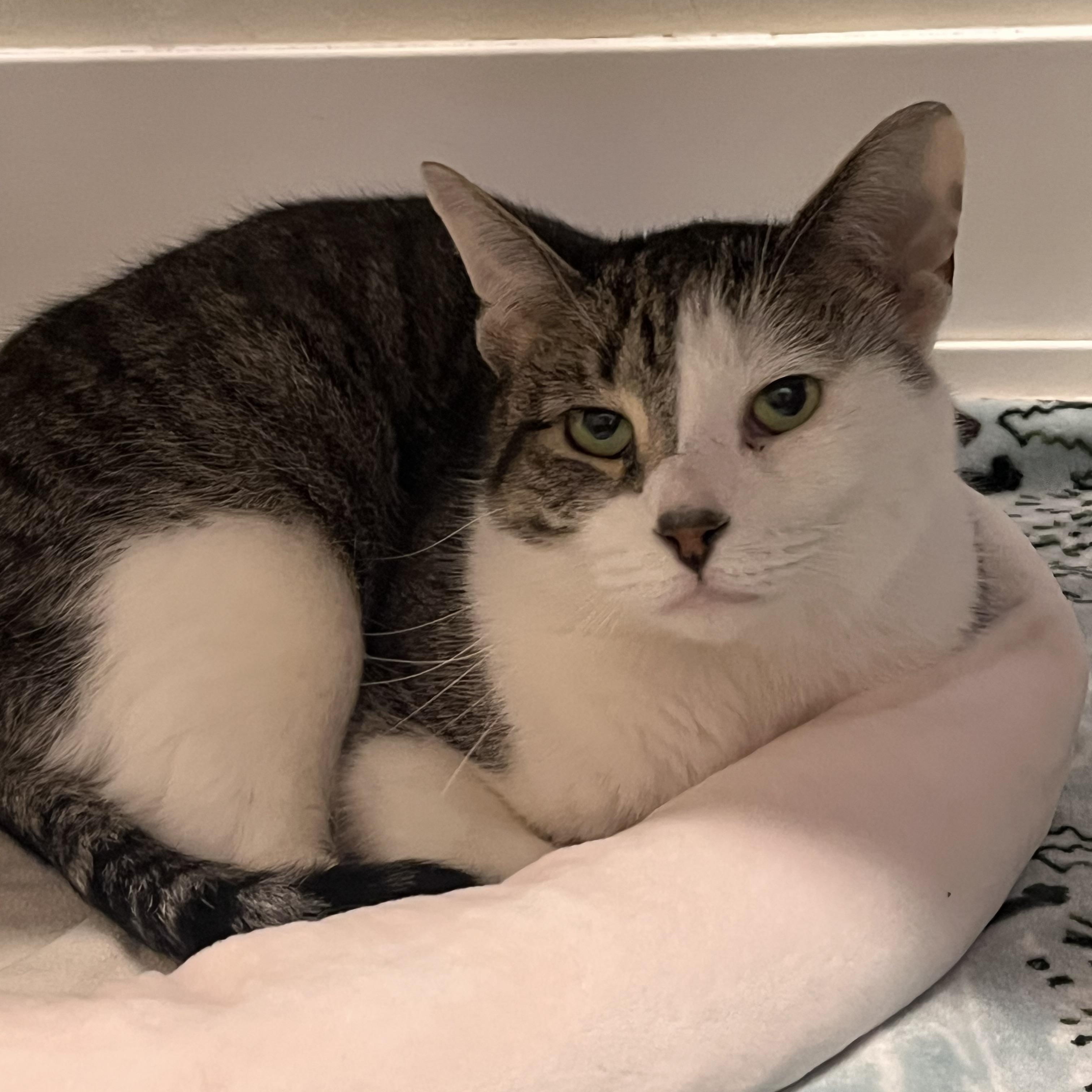 Enlarge Brain *HALF SPONSORED ADOPTION FEE*, a Adoptable Domestic Short Hair in Chicago, IL image 1/2